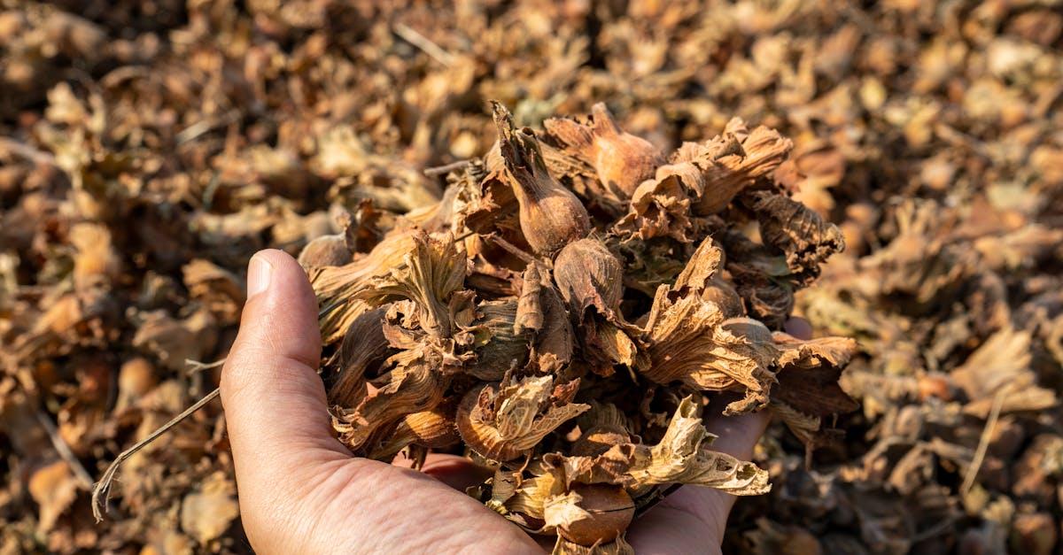 Jesienny czar orzechów laskowych: 15 prostych dekoracji, które ocieplą twoje wnętrze