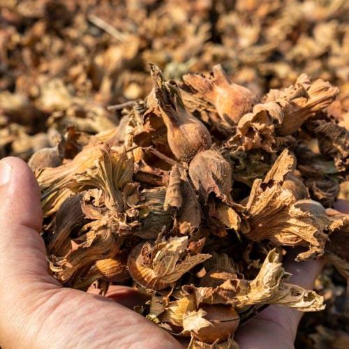 Jesienny czar orzechów laskowych: 15 prostych dekoracji, które ocieplą twoje wnętrze