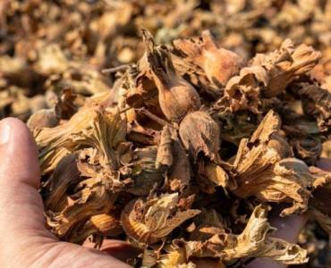 Jesienny czar orzechów laskowych: 15 prostych dekoracji, które ocieplą twoje wnętrze