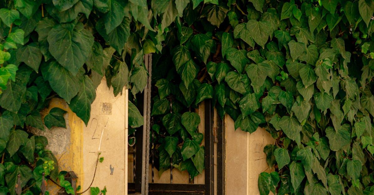 Altana w objęciach bluszczu: 17 inspiracji na zachwycającą, zieloną dekorację
