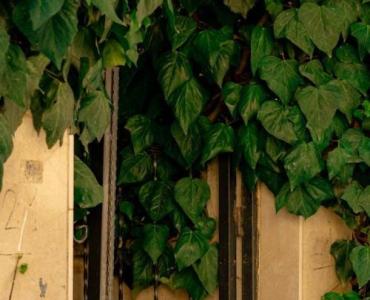 Altana w objęciach bluszczu: 17 inspiracji na zachwycającą, zieloną dekorację