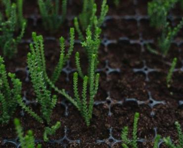 Rozmnażanie irgi poziomej: półzdrewniałe sadzonki krok po kroku - łatwiej, niż myślisz