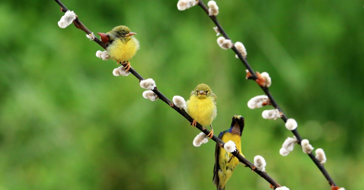 Żywe pergole z wierzby energetycznej: 15 pomysłów na naturalny cień i urok w ogrodzie