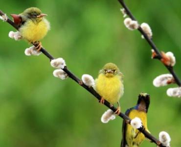 Żywe pergole z wierzby energetycznej: 15 pomysłów na naturalny cień i urok w ogrodzie