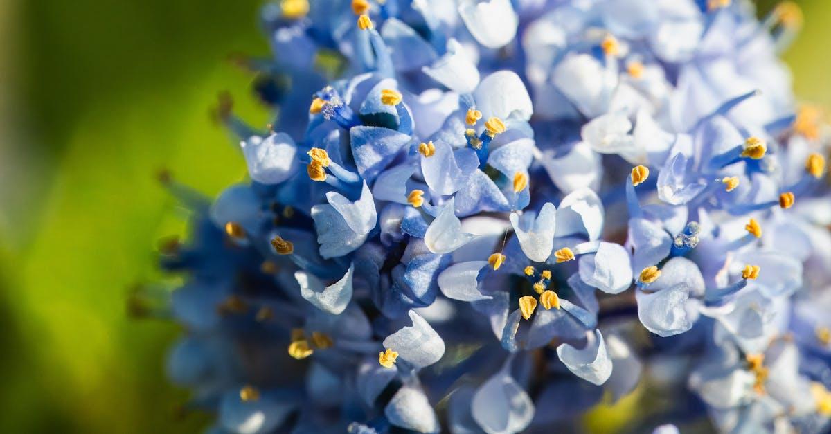 Jak wybrać pachnący wiciokrzew japoński do ogrodu? Przewodnik po pnączach, które czarują zapachem i kolorem