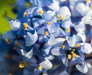 Jak wybrać pachnący wiciokrzew japoński do ogrodu? Przewodnik po pnączach, które czarują zapachem i kolorem