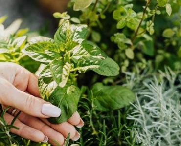 Zasiej zdrowie: jak zaplanować leczniczy ogród ziołowy z kozieradką (fenugreek) w roli głównej